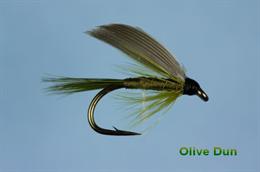 Olive Dun Wet